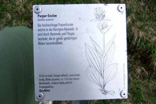 Табличка с описанием растения в горах Швейцарии / Фото из Швейцарии