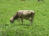 Швейцарская корова / Швейцария